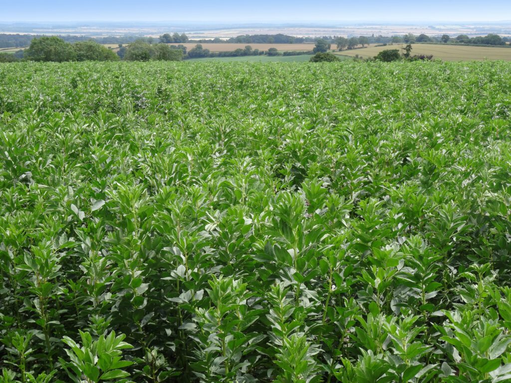 Vast field of broad beans