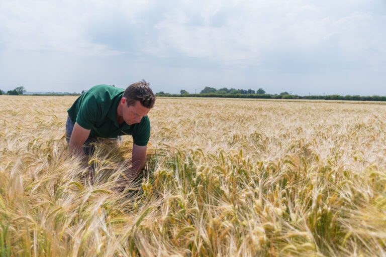 A male member of Drummond's staff inspecting crops on a crop walk event