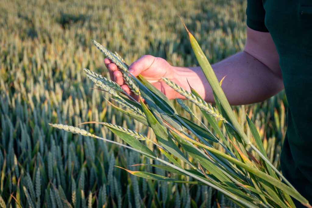 Close up of person holding wheat in hand